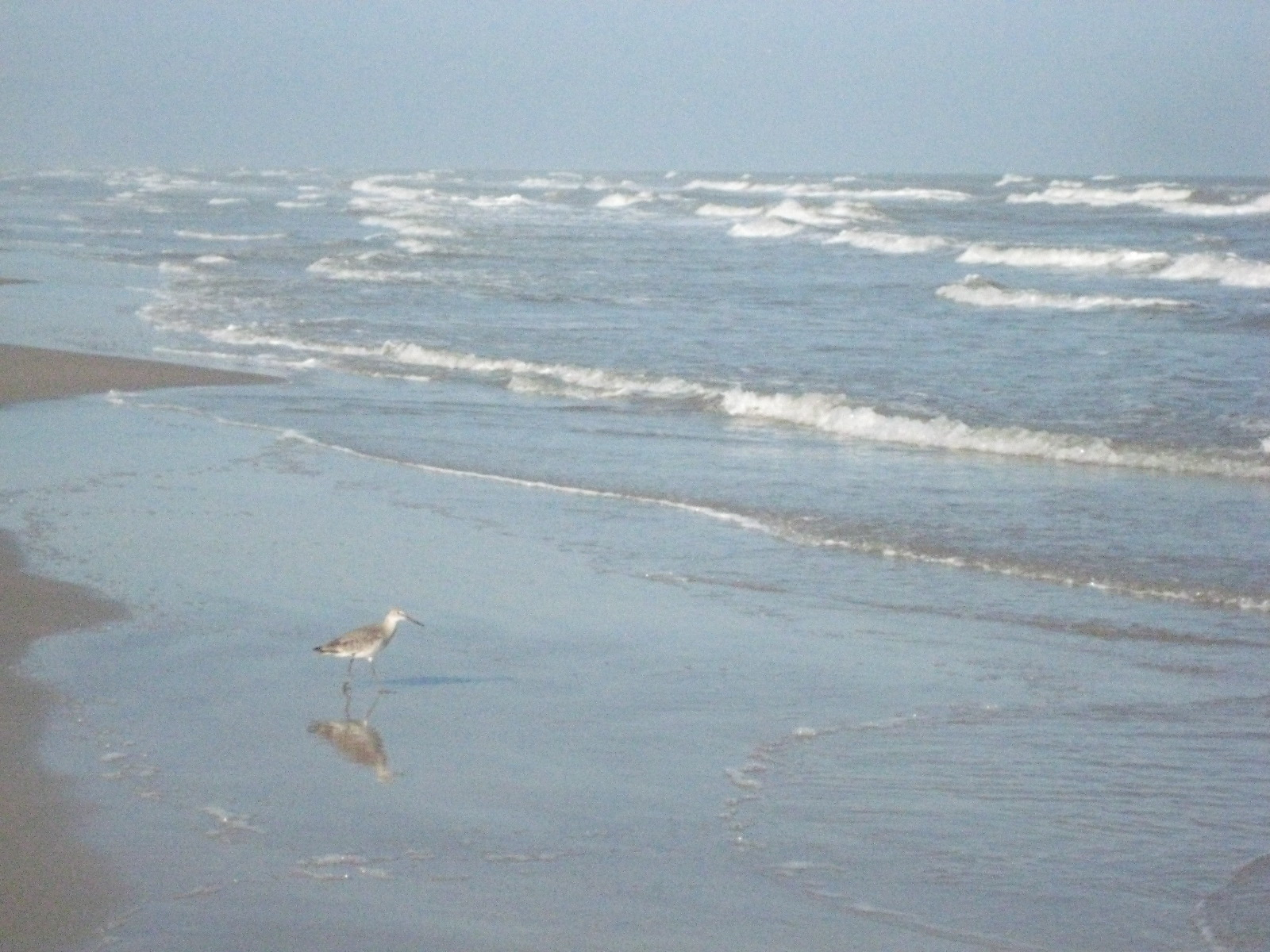Birds!